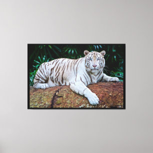 Witte tijger canvas afdruk