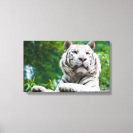 Witte Tijger canvas print