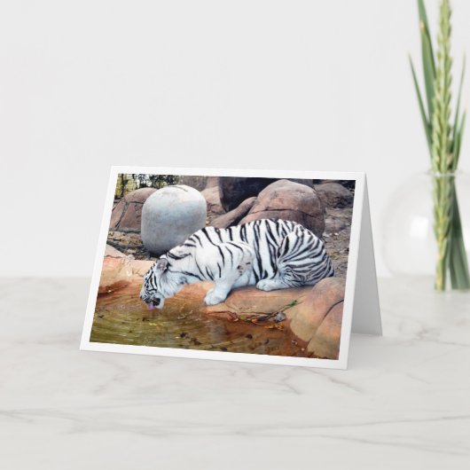 Witte Tijger Drinkend Water Kaart (Voorkant)