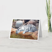 Witte Tijger Drinkt Water Kaart (Voorkant)