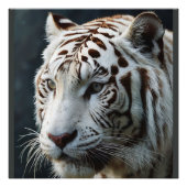 Witte tijger foto afdruk (Voorkant)