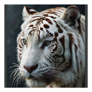 Witte tijger foto afdruk