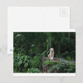 Witte tijger in de Oerwoud Briefkaart (Voorkant / Achterkant)