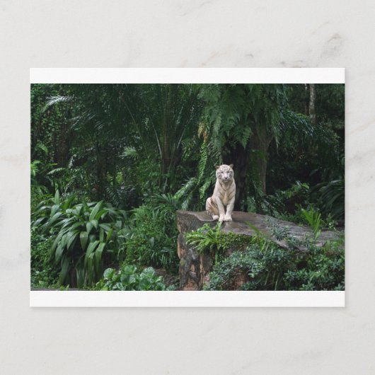 Witte tijger in de Oerwoud Briefkaart (Voorkant)