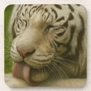 Witte tijger in een persoonlijk verzorgingsritueel bier onderzetter