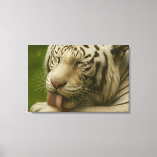 Witte tijger in een persoonlijk verzorgingsritueel canvas afdruk