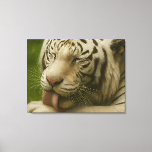 Witte tijger in een persoonlijk verzorgingsritueel canvas afdruk