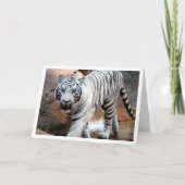 Witte tijger kaart (Voorkant)