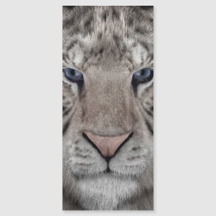 witte_tijger_kop