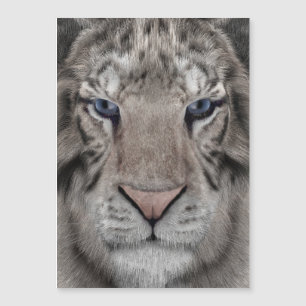 witte_tijger_kop