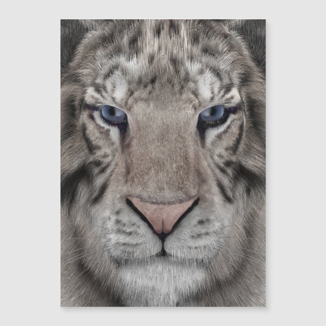 witte_tijger_kop (Voorkant)