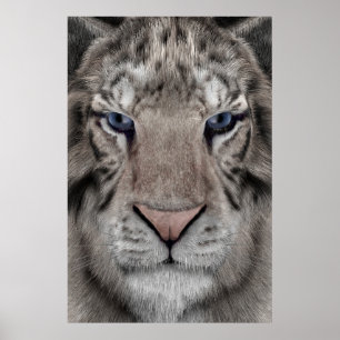 Witte Tijger Kop Wilde Dieren Esthetiek Poster