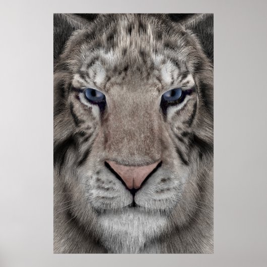 Witte Tijger Kop Wilde Dieren Esthetiek Poster (Voorkant)