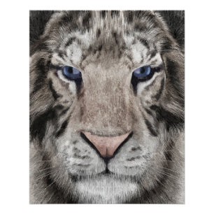 Witte Tijger Kop Wilde Natuur Esthetiek Perfect Poster