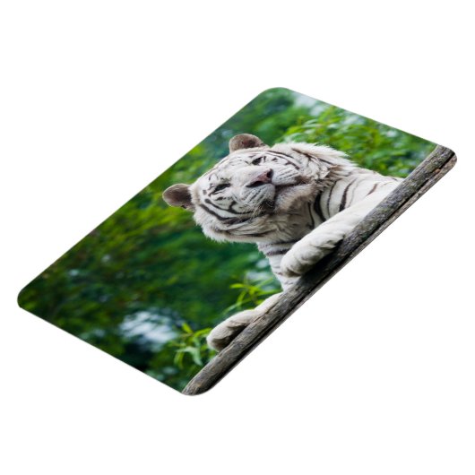 Witte Tijger magneet (Linkerzijde)