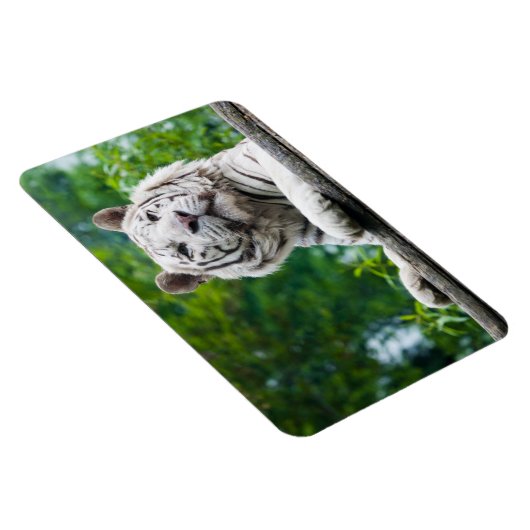 Witte Tijger magneet (Rechterzijde)
