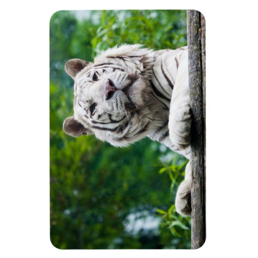 Witte Tijger magneet (Verticaal)