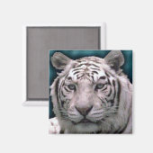 Witte Tijger, Magneet (Voorkant / Achterkant)
