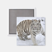 Witte tijger magneet (Voorkant / Achterkant)