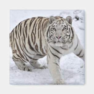 Witte tijger magneet