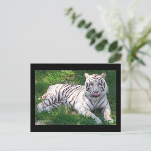 Witte tijger met blauw oogmerk in het begin briefkaart (Staand voorkant)