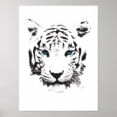 Witte tijger met blauwe ogen poster (Voorkant)