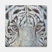 Witte tijger ogen magneet (Voorkant)