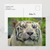 Witte Tijger Omhoog Dichtbij #2 Briefkaart (Voorkant / Achterkant)