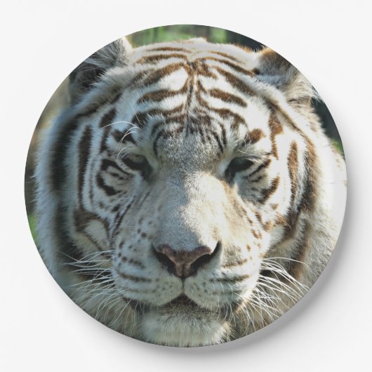 Witte tijger papieren bordje (Voorkant)