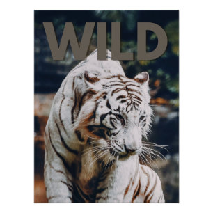 Witte tijger perfect poster