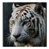 Witte tijger perfect poster (Voorkant)