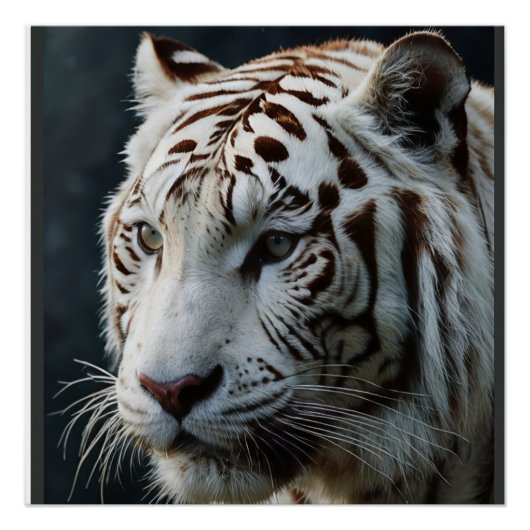 Witte tijger perfect poster (Voorkant)