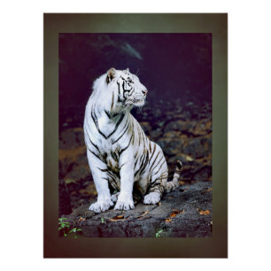 Witte tijger perfect poster