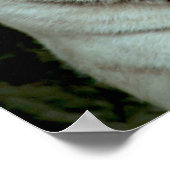 Witte tijger poster (Hoek)