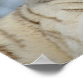 Witte tijger poster (Hoek)