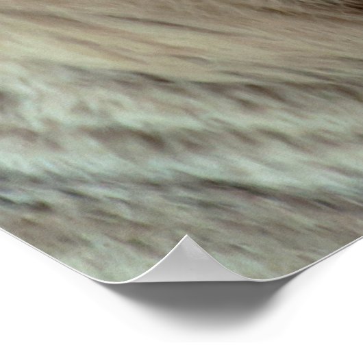 Witte tijger poster (Hoek)