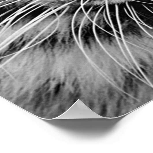 Witte tijger poster (Hoek)