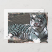 Witte tijger ruiterend onder bomen briefkaart (Voorkant / Achterkant)