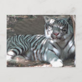 Witte tijger ruiterend onder bomen briefkaart (Voorkant)