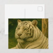 Witte tijger rust in bosrijke schaduw briefkaart (Voorkant / Achterkant)