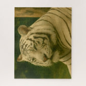 Witte tijger rust in bosrijke schaduw legpuzzel (Verticaal)