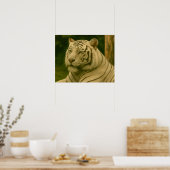 Witte tijger rust in bosrijke schaduw poster (Keuken)