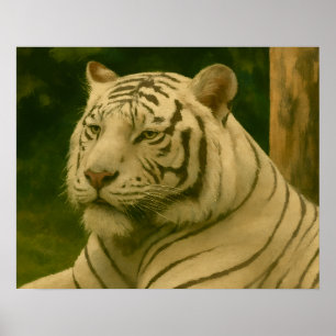 Witte tijger rust in bosrijke schaduw poster