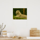 Witte tijger rust in het bos licht poster (Keuken)