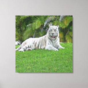 Witte Tijger Rustend in een Stille Groene Weide Canvas Afdruk