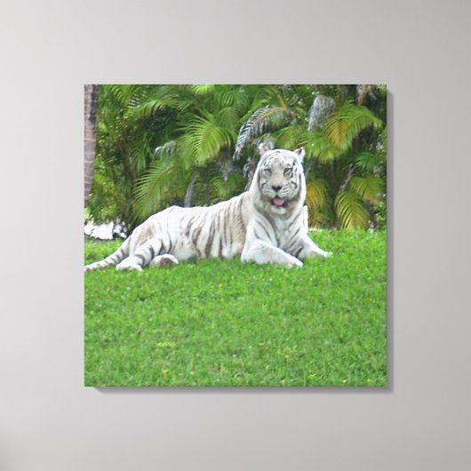 Witte Tijger Rustend in een Stille Groene Weide Canvas Afdruk (Voorkant)