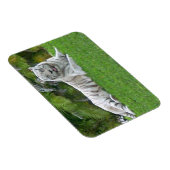 Witte Tijger Rustend in Felgroene Weide Magneet (Rechterzijde)