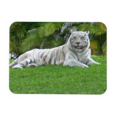 Witte Tijger Rustend in Felgroene Weide Magneet (Horizontaal)