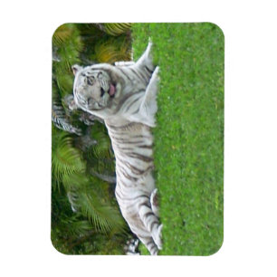 Witte Tijger Rustend in Felgroene Weide Magneet