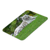 Witte Tijger Rustend in Felgroene Weide Magneet (Linkerzijde)